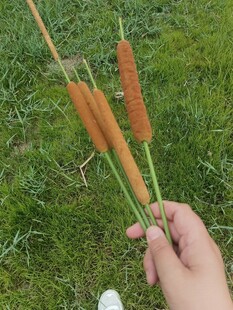 手持蒲棒于翠绿草地间