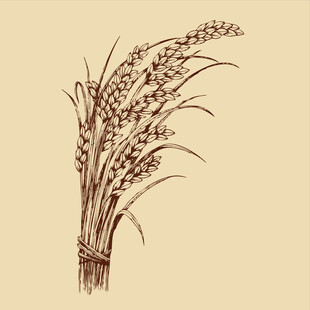 手绘稻穗插画