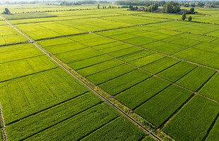 大片大片绿色稻田