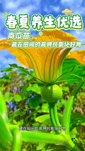 夏日绽放的美丽养生花朵