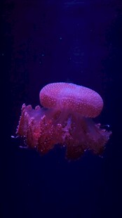 梦幻紫色水母在深海游动