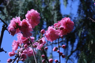 碧桃花 