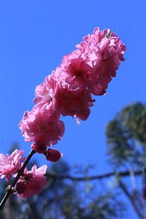 碧桃花  