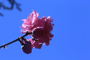 碧桃花  