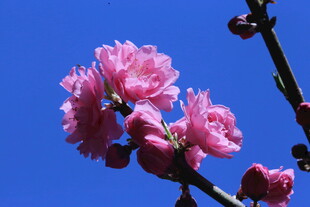 碧桃花  