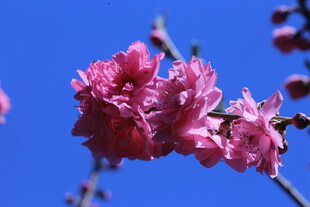 碧桃花  