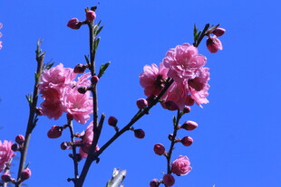 碧桃花 