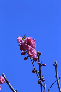 碧桃花  