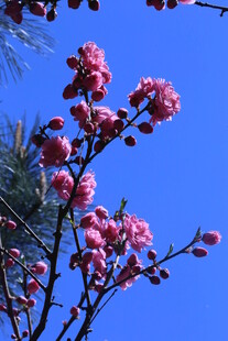 碧桃花 
