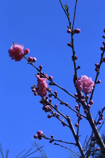 碧桃花 