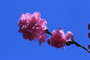碧桃花  