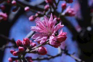 菊花桃 
