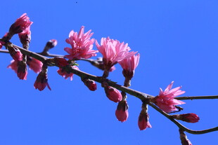 菊花桃 