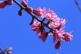 菊花桃  