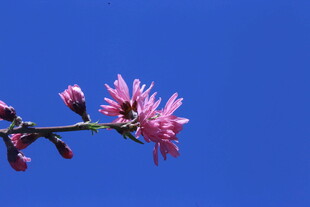 菊花桃  