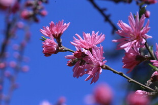 菊花桃  