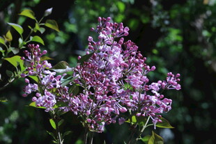 丁香  