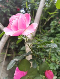 蔷薇