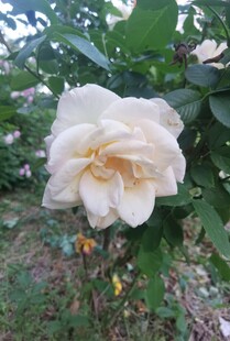 白色绽放的艳丽月季花