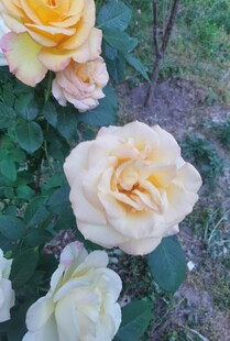 娇艳绽放的淡黄月季花