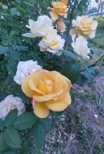 黄白月季花绽放美景