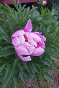 娇艳绽放的粉色牡丹花