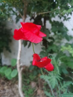 娇艳红花朵绽放于枝头