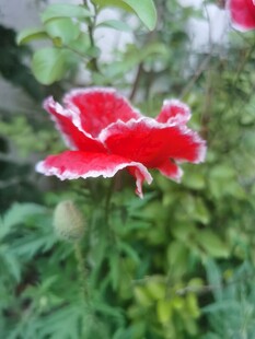 娇艳红花绽放绿叶间