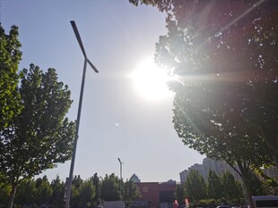 阳光下的路灯与绿树