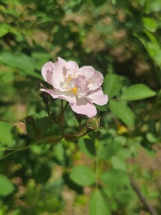 粉色蔷薇花绽放于绿叶间