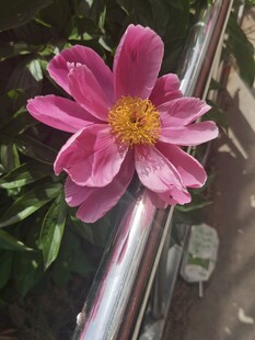 娇艳粉色花朵特写