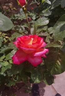 娇艳红玫瑰绽放