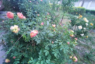 盛开的多彩月季花