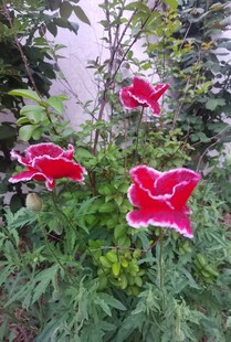 娇艳红花朵绽于绿叶间