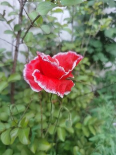 娇艳红花绽放绿叶间