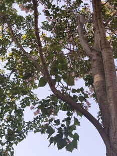 枝叶繁茂的大树