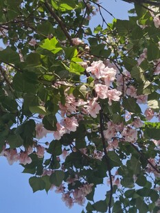 枝头繁花绽于蓝天之下