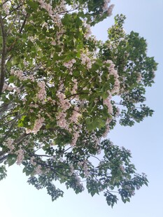 仰视繁花满树的翠绿之景