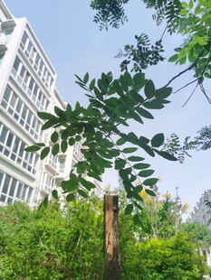 绿树掩映下的现代建筑