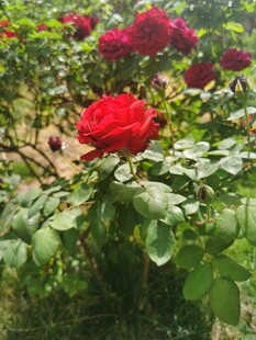 娇艳红玫瑰绽放绿叶间