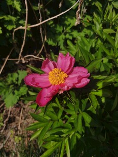 粉色花朵特写