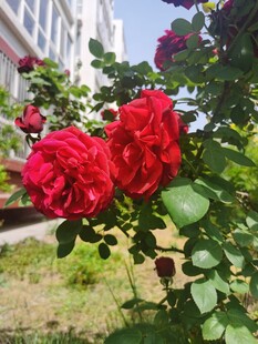 娇艳红玫瑰绽放于户外