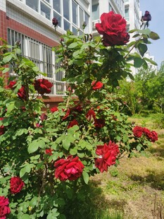 庭院中绽放的鲜艳红玫瑰