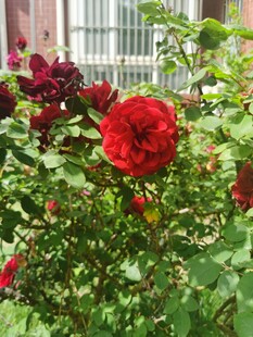 娇艳盛开的红月季花