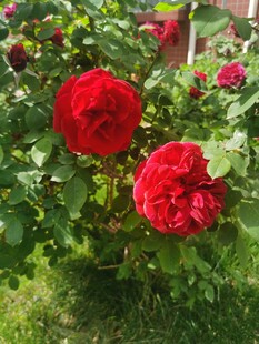 娇艳红玫瑰绽放于绿叶间