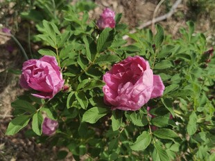 娇艳绽放的两朵粉色花