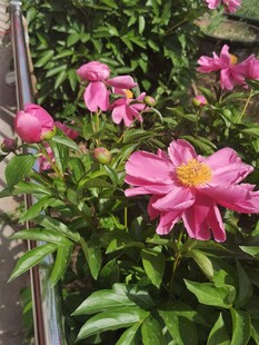 娇艳绽放的粉色芍药花