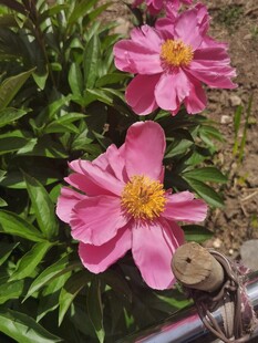 娇艳粉色芍药花绽放