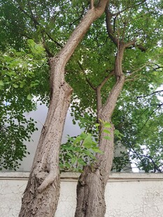 双树挺立绿意浓