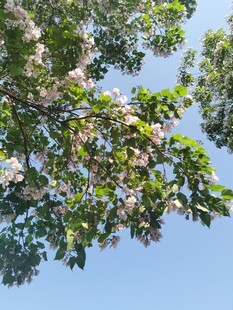 蓝天映衬下的繁花绿树
